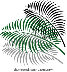 Vector tropical palm leaves, jungle leaves set isolated on white background