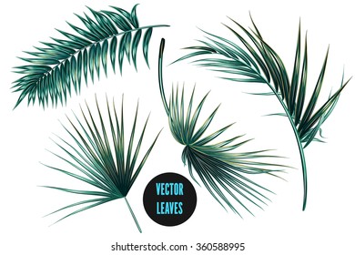 Vector tropical palm leaves, jungle leaves set isolated on white background