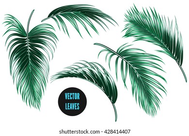 Vector tropical palm leaves, jungle leaves set isolated on white background, botanical illustration