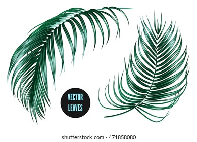 Vector tropical palm leaves, jungle leaf, set isolated on white background, summer botanical illustrations