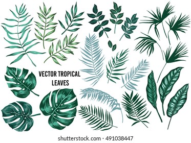 Vector tropical palm leaves, jungle leaves, split leaf, philodendron leaves, set isolated on white background