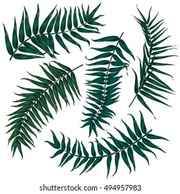 Vector tropical palm leaves, jungle leaves set isolated on white background, 