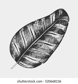 Vector tropical palm leaves, jungle leaves set isolated on white background, hand drawn illustration.