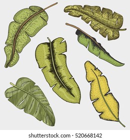 Vector tropical palm leaves, jungle leaves set isolated on white background hand drawn vector illustration.