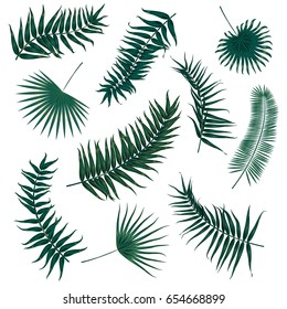 Vector tropical palm leaves, jungle leaves set isolated on white background.