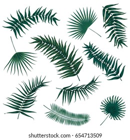 Vector tropical palm leaves, jungle leaves set isolated on white background.