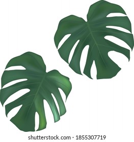vector tropical palm leaves. realistic drawing. isolated on white. monstera leaves.