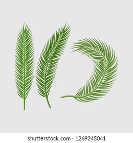 Vector tropical palm leaves set on blue background. tropical flora.
