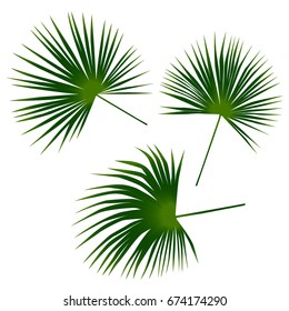 Vector tropical palm leaves set isolated on white background. Washingtonia robusta plant, mexican tree branches collection. Jungle leaves of mexican washingtonia, exotic green twigs.