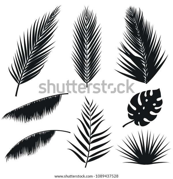 白い背景にベクター画像の熱帯のヤシの葉のシルエットセット 夏のエキゾチック植物 ジャングルヤシとモンステラの葉 デザインのイラスト Eps10 のベクター画像素材 ロイヤリティフリー