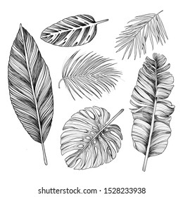 Vector tropical palm leaves sketch set, jungle leaves isolated on white background.