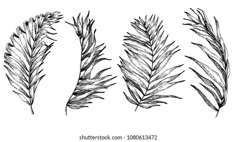 Vector tropical palm and monstera leaves, jungle leaves set isolated on white background