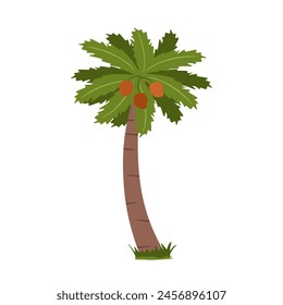 Vector tropical palm tree. Coconut tree with green leaves isolated on white background. Jungle leaf plant, palm tree with coconuts in colorful cartoon style. Colored flat vector illustration