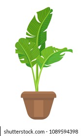 Vector tropical plant in brown pot