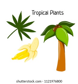 Vector tropical plant set with fresh banana, palm tree leaf and coconut palm for designing poster, banner, icon, logo, promo or social media. Sketch style color icons isolated
