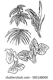 Vector tropical plants