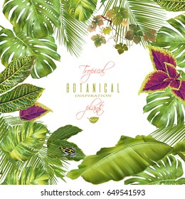 Vector Tropical Plants With Monstera, Banana Leaves And Little Frog