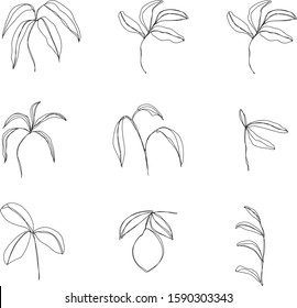 Vector tropical plants one line drawing. Mono line minimalistic style. Simple design illustration of different floral elements. Hand drawn set.