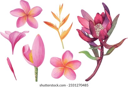 Vector tropical Plumeria, Protea, Banana flowers cliparts isolated without background. Botanical watercolor illustration of tropical plants. Perfect for cards, invitations, wedding and summer designs.