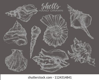 Vector tropical sea shells. Seashell set isolated.Hand drawn illustrations of engraved line.Collection of sketches various mollusk sea shells different forms.Sea shell, mollusk,sea shell,nautilus