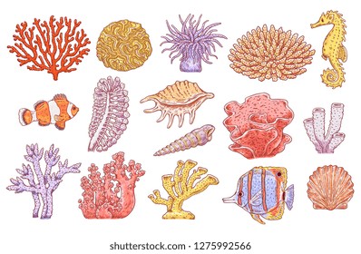 Vector tropical sea underwater corals, fish, shell and scallop set. Aquatic reef animals and plants. Hand drawn ocean flora and fauna collection. Isolated illustration