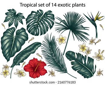 Vector tropical set 14 exotic plants  Monstera  plumeria  palm   banana leaves  hibiscus  elephant ear leaf  aralia  strelitzia