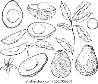 Vector tropical set with avocado, leaves and flower. Hand painted line art fruit, slice and leaves isolated on white background. Floral elegant illustration for design, print, fabric or background.