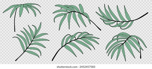 Vector tropical set with green palm branches from different angles isolated on a transparent background. Hand drawn palm branches, outline of palm branches.