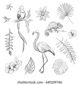 Vector tropical set of hand-drawn leaves, flowers and animals. Isolated objects on white background