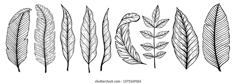 Vector tropical set with tropical leaf, coconut,monstera. Hand drawn tropical vector illustration.Tropical fruits.Stock vector.