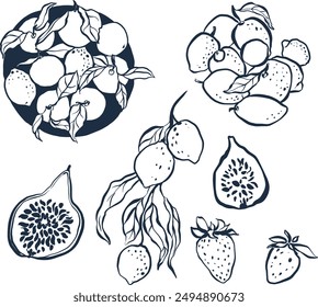 Vector tropical conjunto de limones maduros, higos y fresas. Frutos lineales frescos dibujados a mano aislados sobre fondo blanco. Ilustración sabrosa de la comida para el diseño, impresión, tela o fondo.