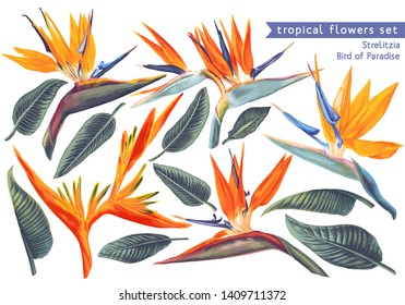 Vector tropical set Strelitzia
