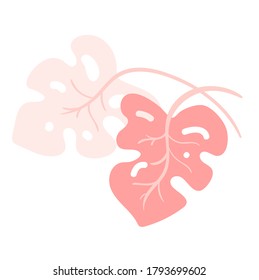 Vector tropical trendy summer monstera leaves. Two Pink Jungle leaves isolated on white background.