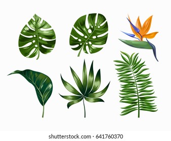 Vector tropical trendy summer palm leaves and flower, jungle leaves, split leaf, philodendron leaves isolated on white background. EPS 10