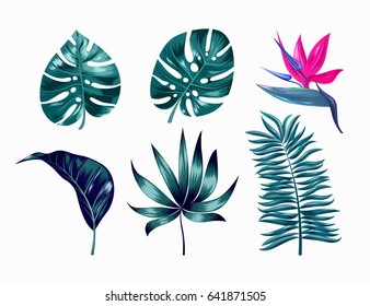 Vector tropical trendy summer palm leaves and flower, jungle leaves, split leaf, philodendron leaves isolated on white background. EPS 10