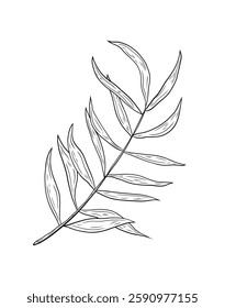 Vector tropical twig. Black and white hand drawn vector graphics. Illustration of tropical twig with leaves for design and decoration. Palm, tropics, exotic, realistic botanical drawing.