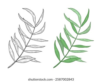 Vector tropical twig with leaves. Hand drawn vector graphics, twig line and color. Illustration for design and decoration. Twig, trinity, palm leaves, rest.