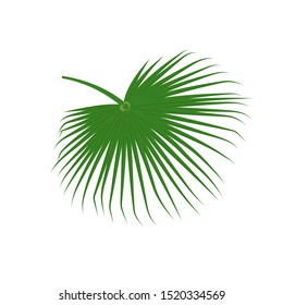 Vector tropical Washingtonia palm leaf isolated on white background. Green jungle exotic leaves for summer design, print, beach party poster. Natural floral background. Tropical plant icon.