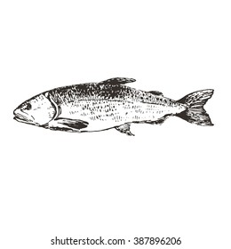 vector trout hand drawn illustration. seafood sketch drawing collection