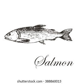 vector trout hand drawn illustration. seafood sketch drawing collection