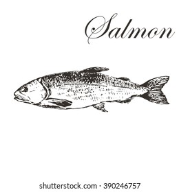 vector trout hand drawn illustration. seafood sketch drawing collection