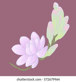 Vector. Tuberose Image medicinal, perfumery and cosmetic plants.   Wallpaper. Use printed materials, signs, posters, postcards, packaging.