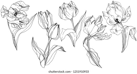 Vector Tulip Black and white engraved ink art. Floral botanical flower. Wild spring leaf wildflower isolated. Isolated tulip illustration element.