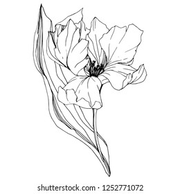Vector Tulip Black and white engraved ink art. Floral botanical flower. Wild spring leaf wildflower isolated. Isolated tulip illustration element.