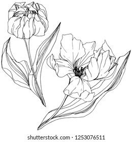 Vector Tulip Black and white engraved ink art. Floral botanical flower. Wild spring leaf wildflower isolated. Isolated tulip illustration element.