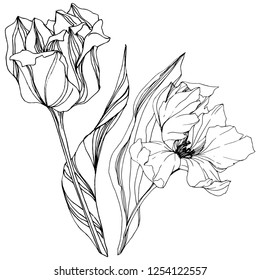 Vector Tulip Black and white engraved ink art. Floral botanical flower. Wild spring leaf wildflower isolated. Isolated tulip illustration element.