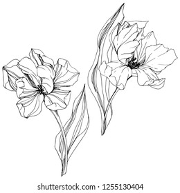 Vector Tulip Black and white engraved ink art. Floral botanical flower. Wild spring leaf wildflower isolated. Isolated tulip illustration element.