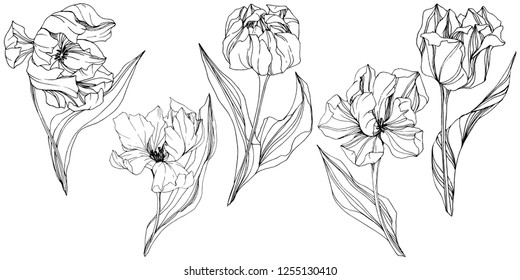 Vector Tulip Black and white engraved ink art. Floral botanical flower. Wild spring leaf wildflower isolated. Isolated tulip illustration element.