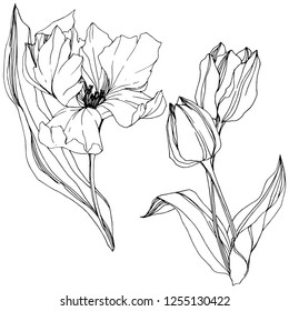 Vector Tulip Black and white engraved ink art. Floral botanical flower. Wild spring leaf wildflower isolated. Isolated tulip illustration element.