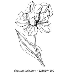 Vector Tulip Black and white engraved ink art. Floral botanical flower. Wild spring leaf wildflower isolated. Isolated tulip illustration element.